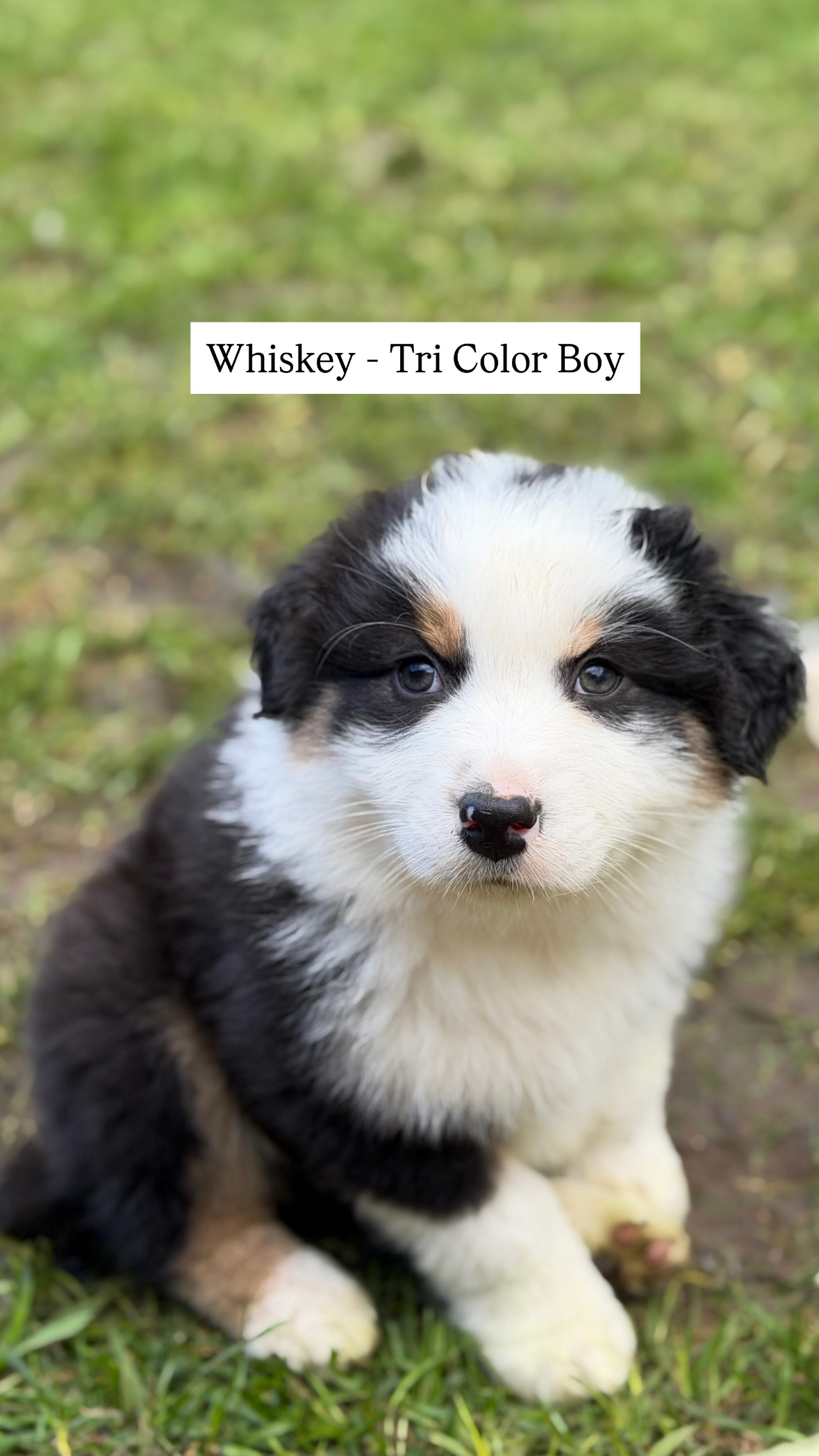Australian Shepherd – Werribee