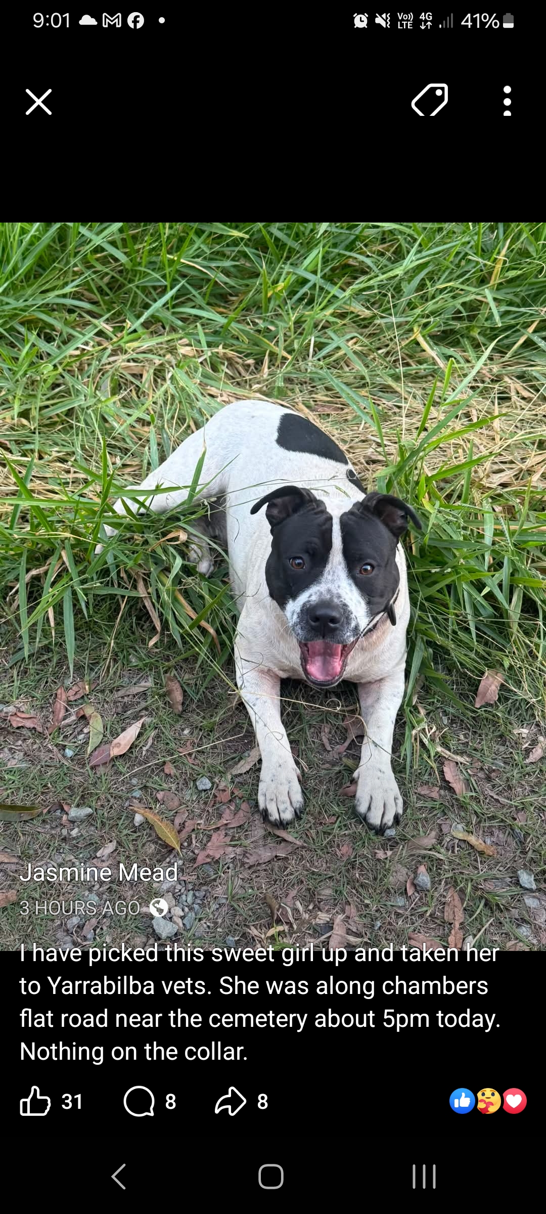 American Staffordshire Bull Terrier – Chambers Flat