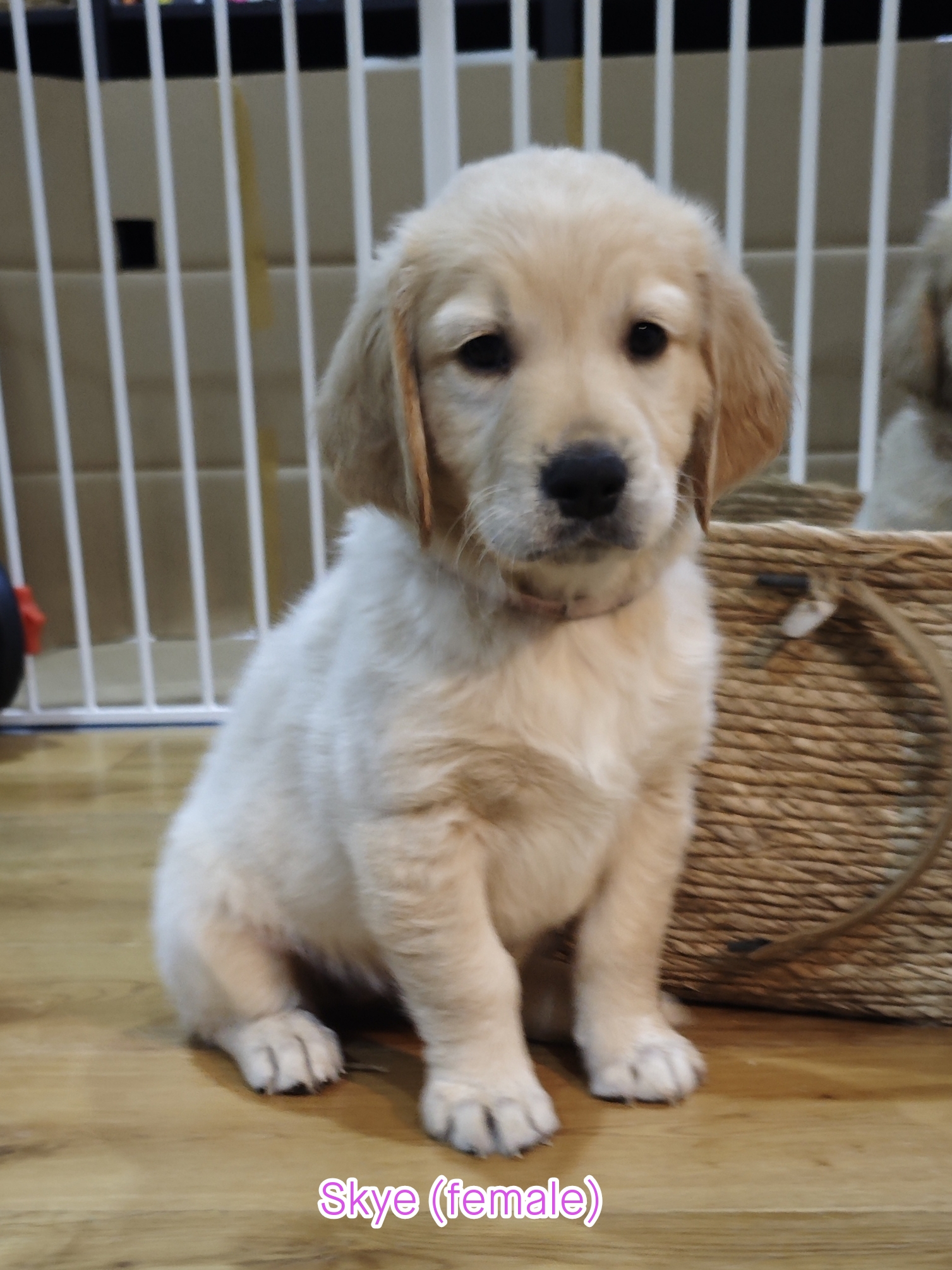 Labrador Retriever – Wantirna South