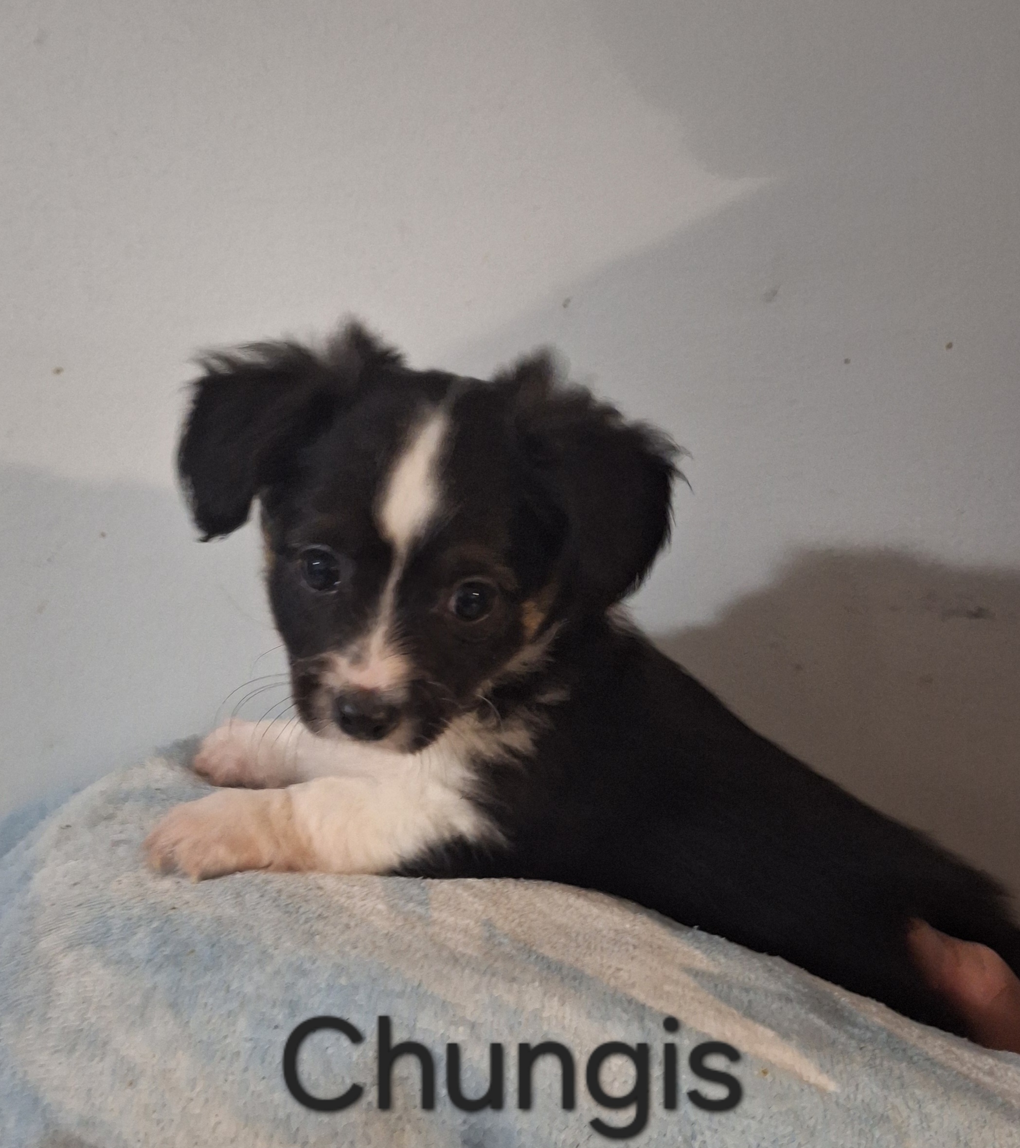 Chihuahua – Gympie