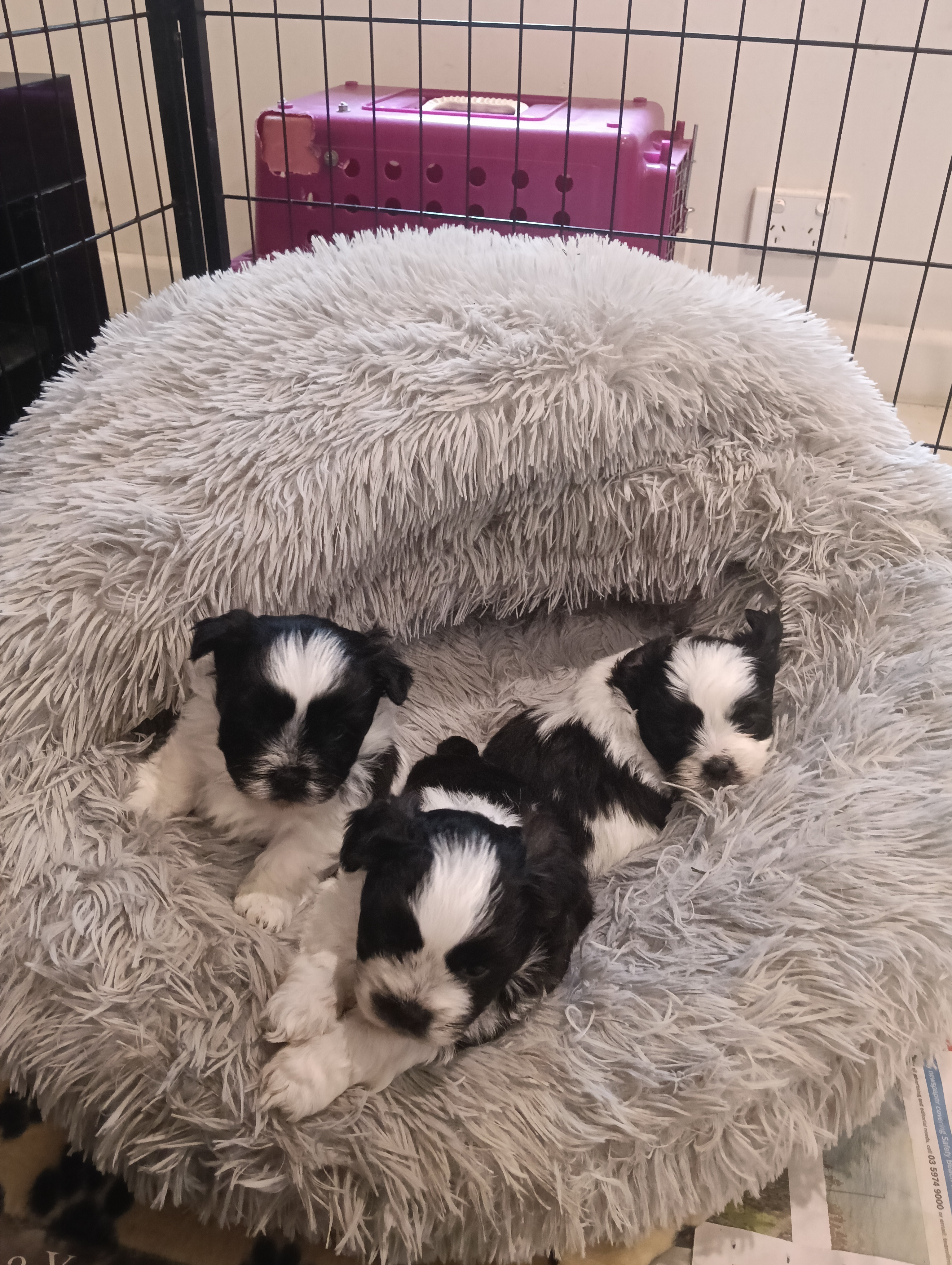 Maltese Shih Tzu – Rosebud