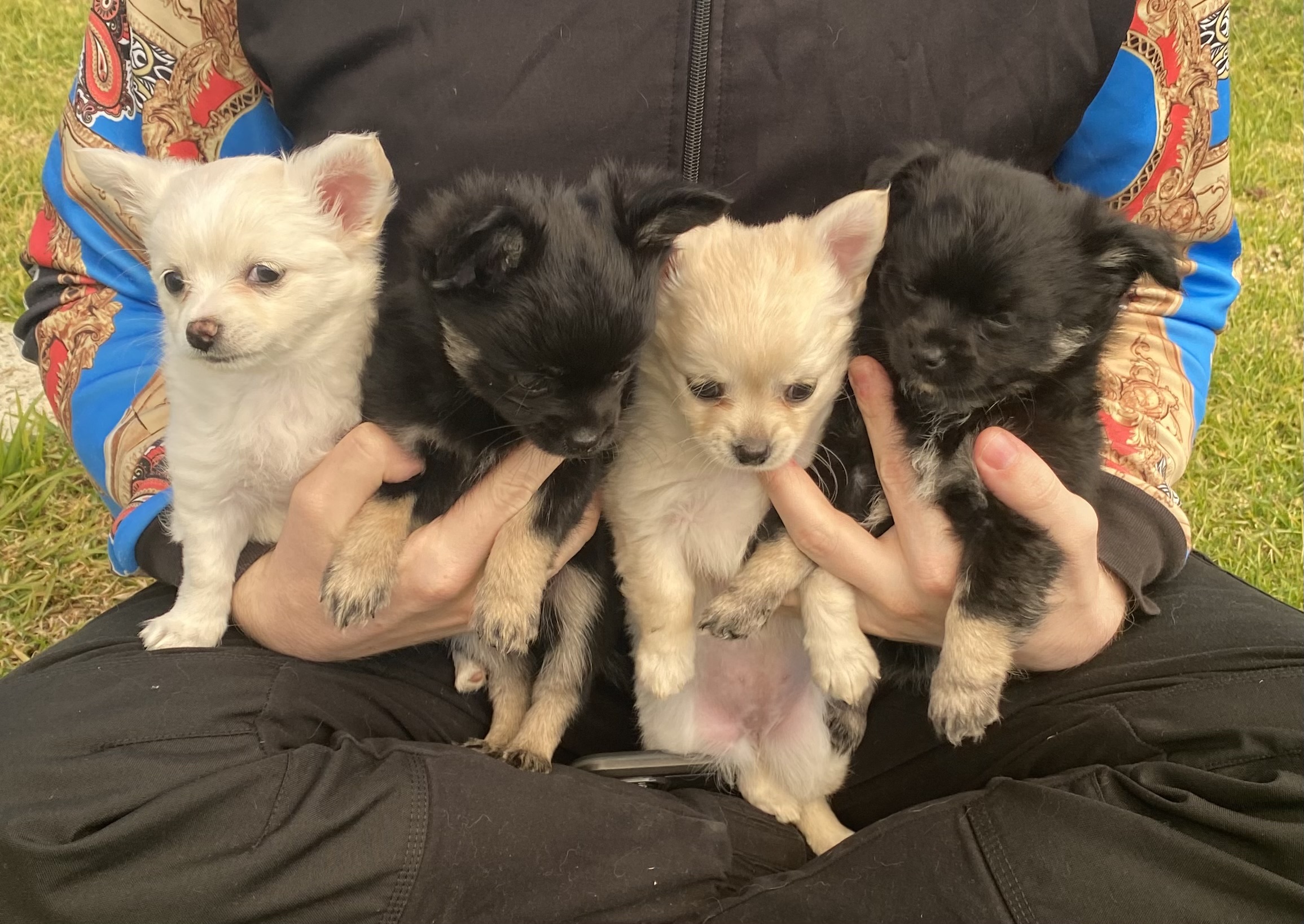 Chihuahua – Wodonga