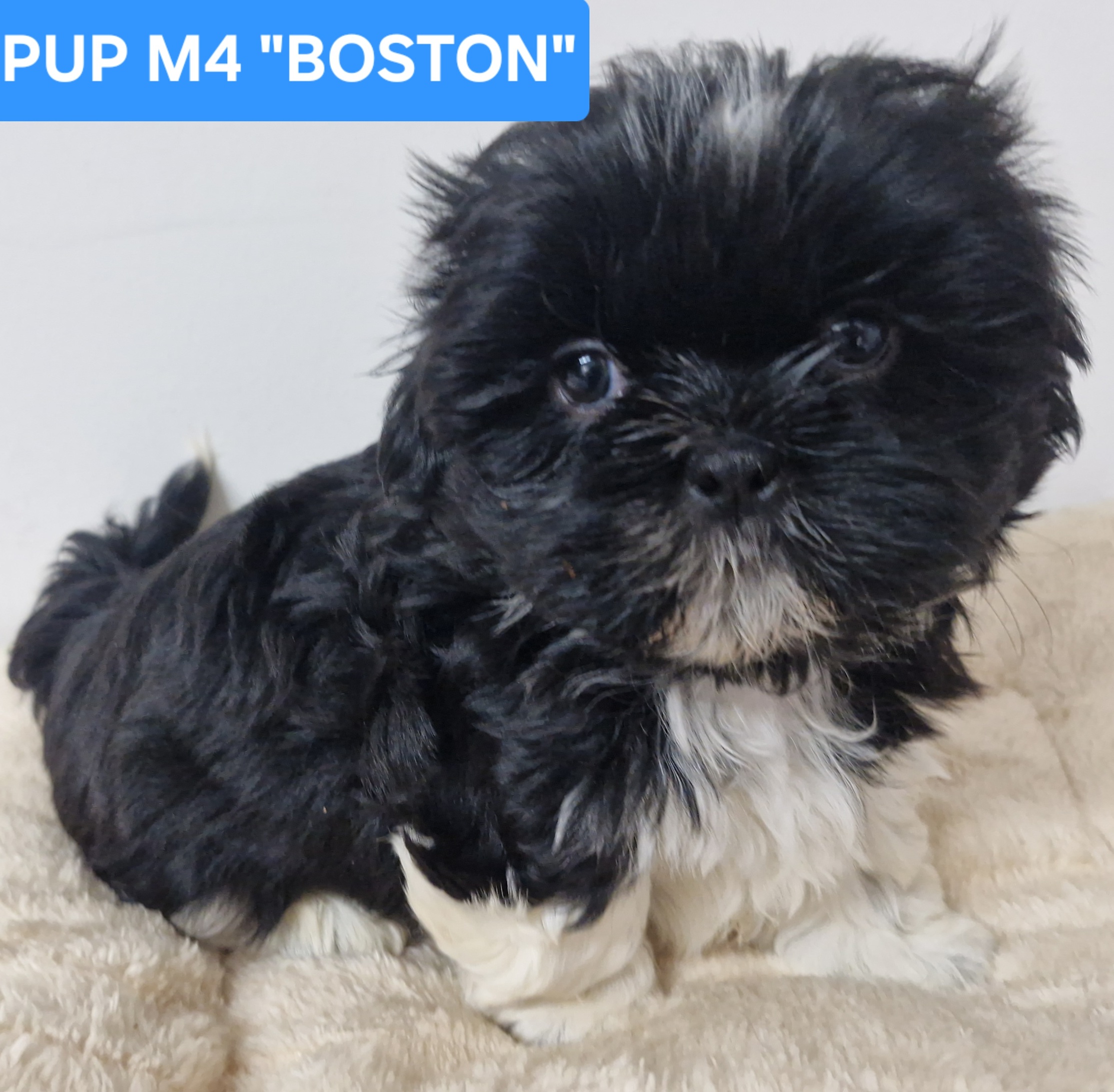 Shih Tzu – Bellmere