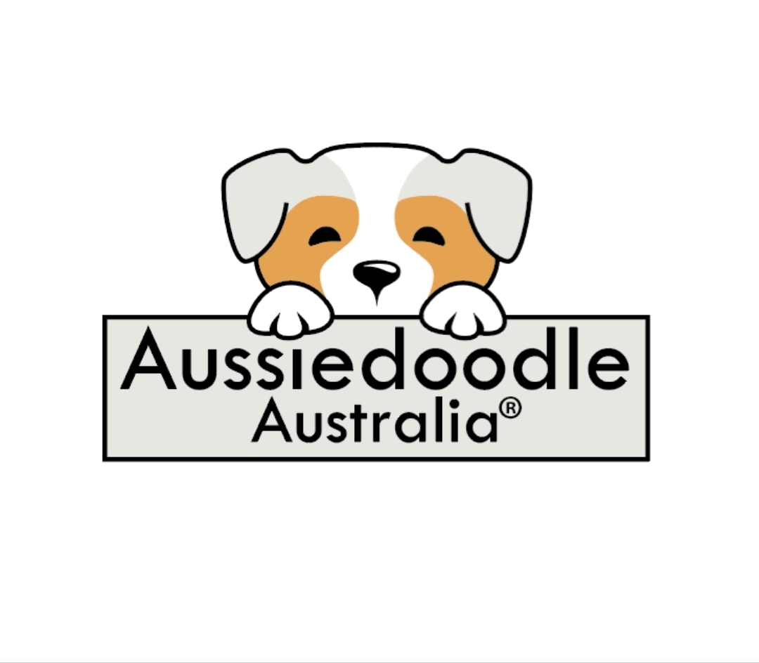 Aussiedoodles