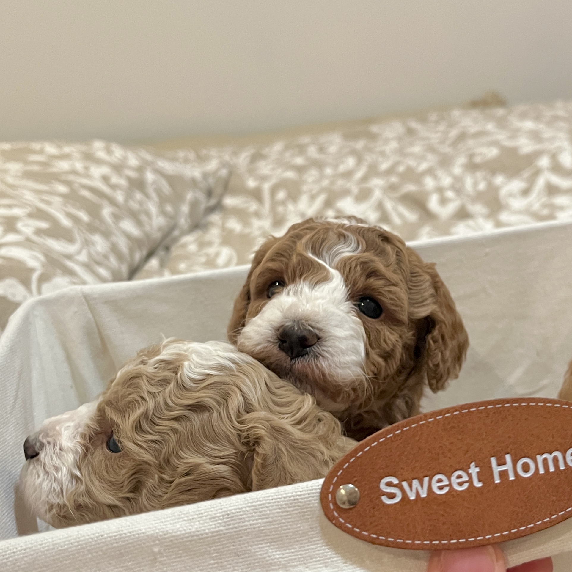 Cavoodle – North Rocks