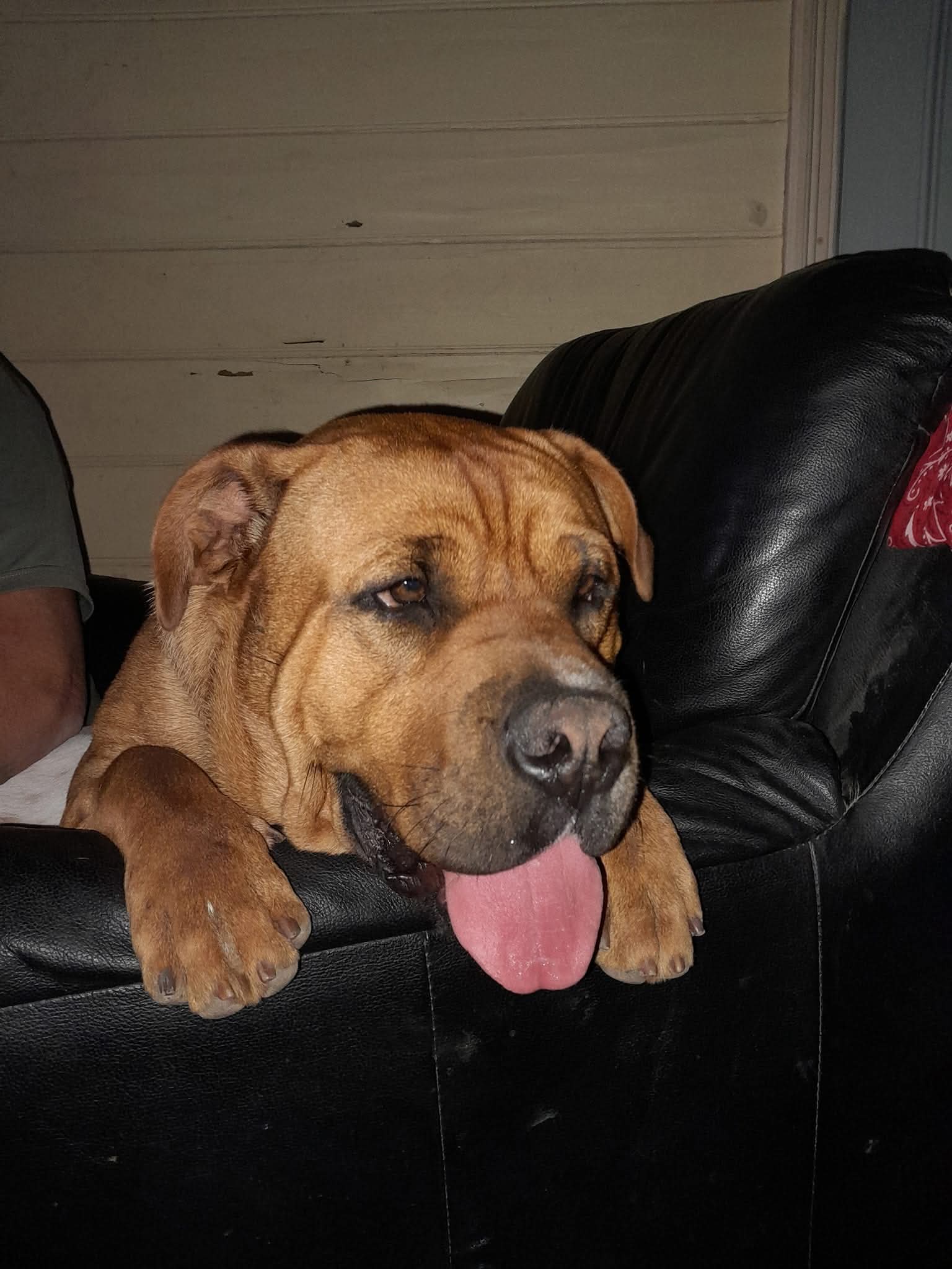 Bullmastiff – South Fremantle
