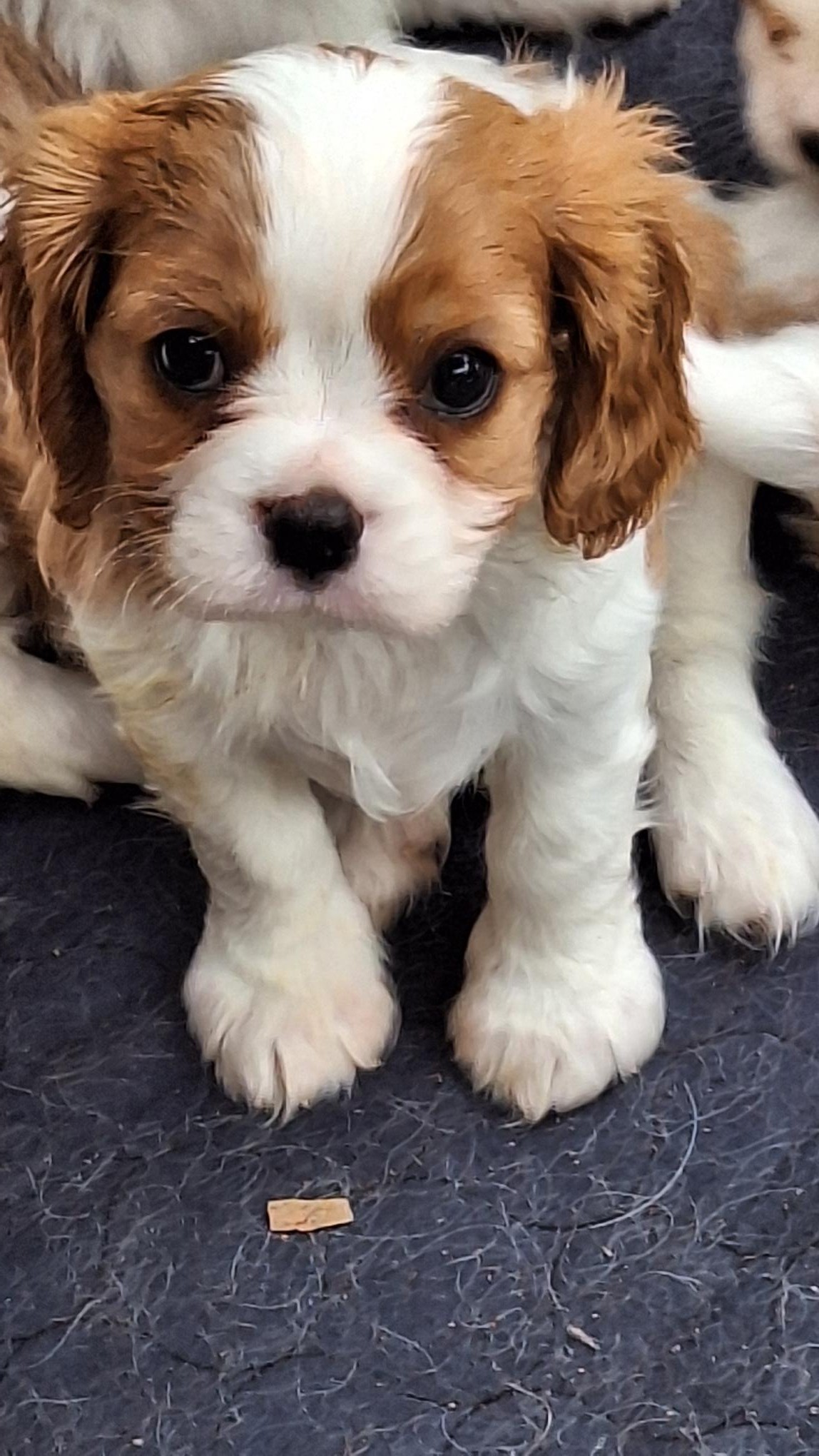 Cavalier King Charles Spaniel Southern River PetsForHomes