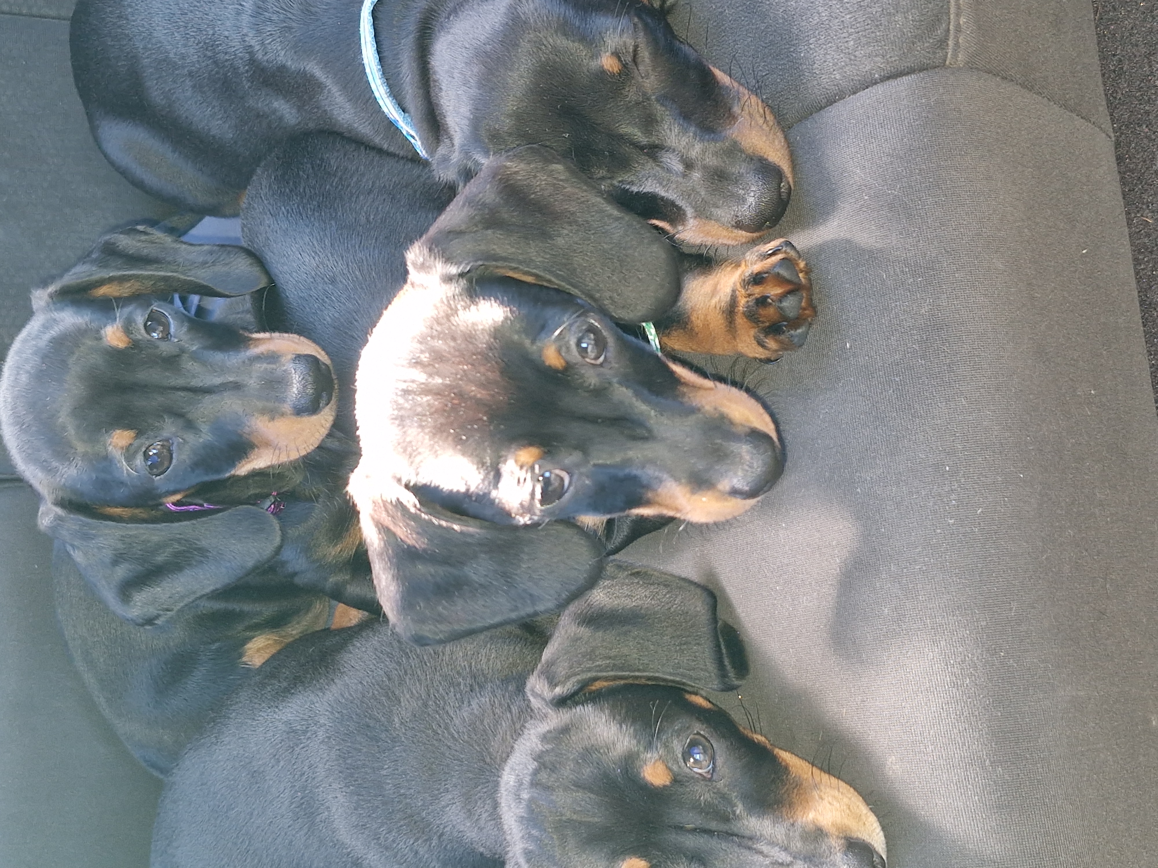 Miniature Dachshund – Woongarrah
