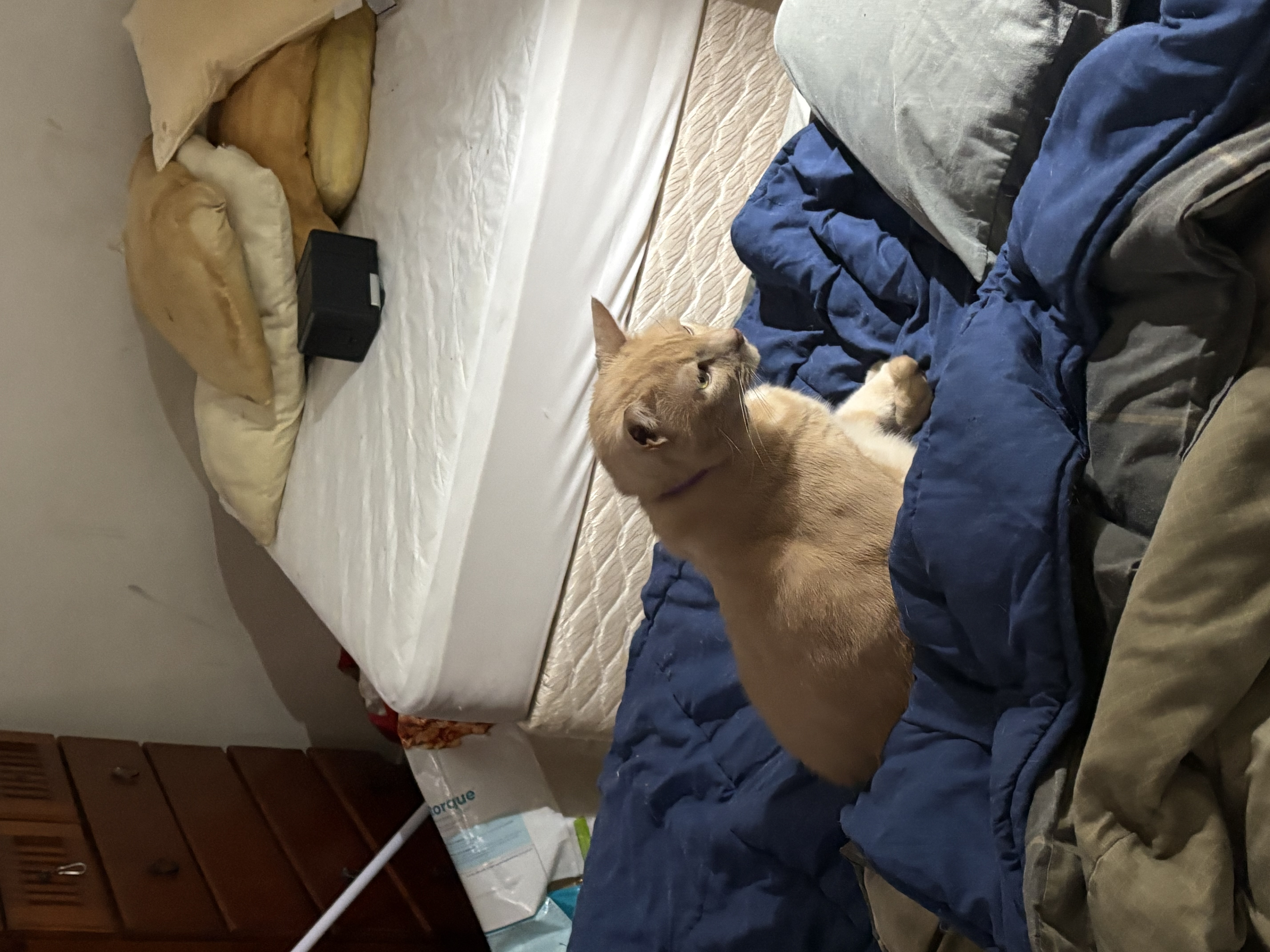 Domestic Short Hair (DSH) – Mermaid Beach