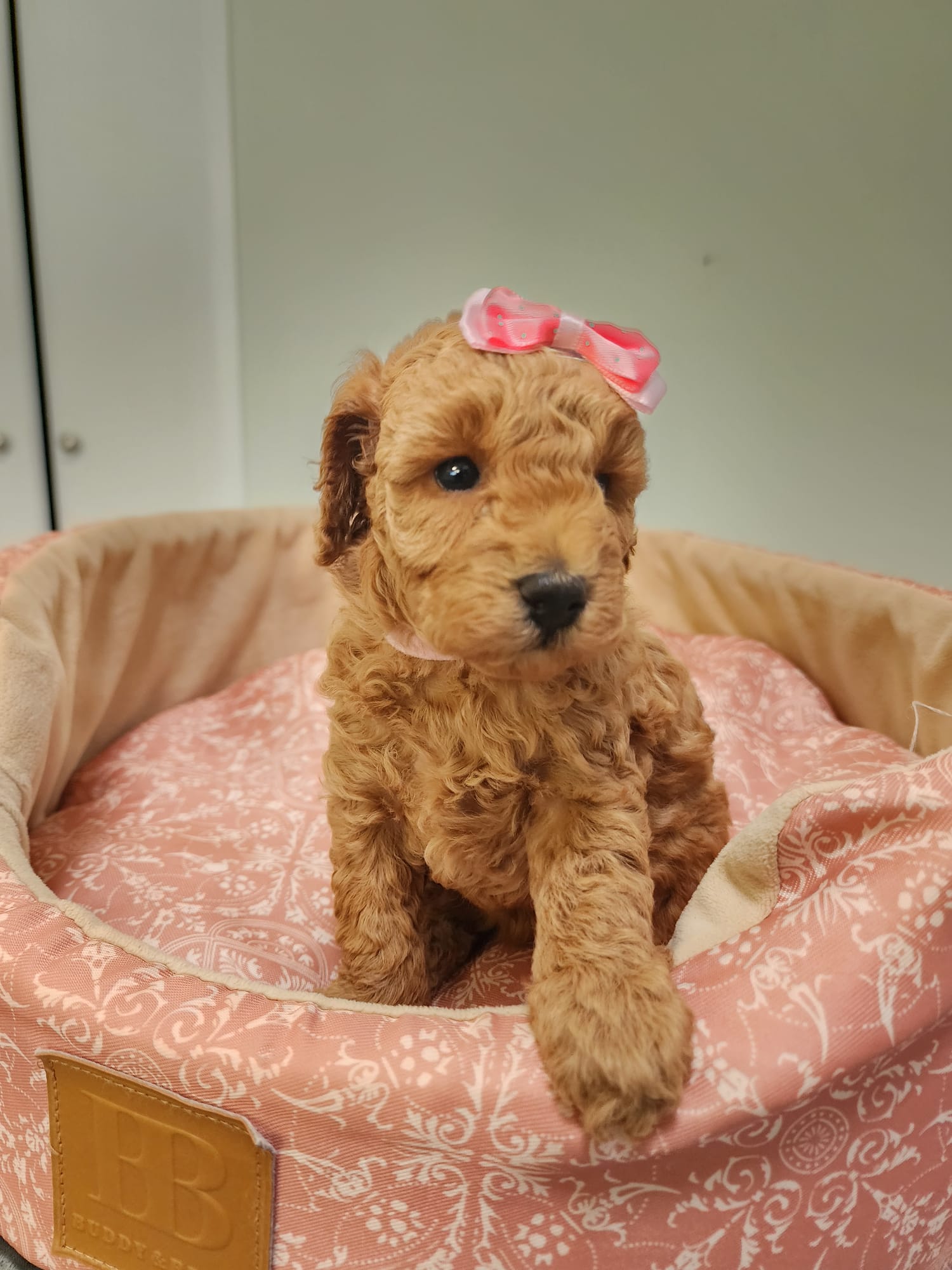 Toy Poodle puppies FEMAILES