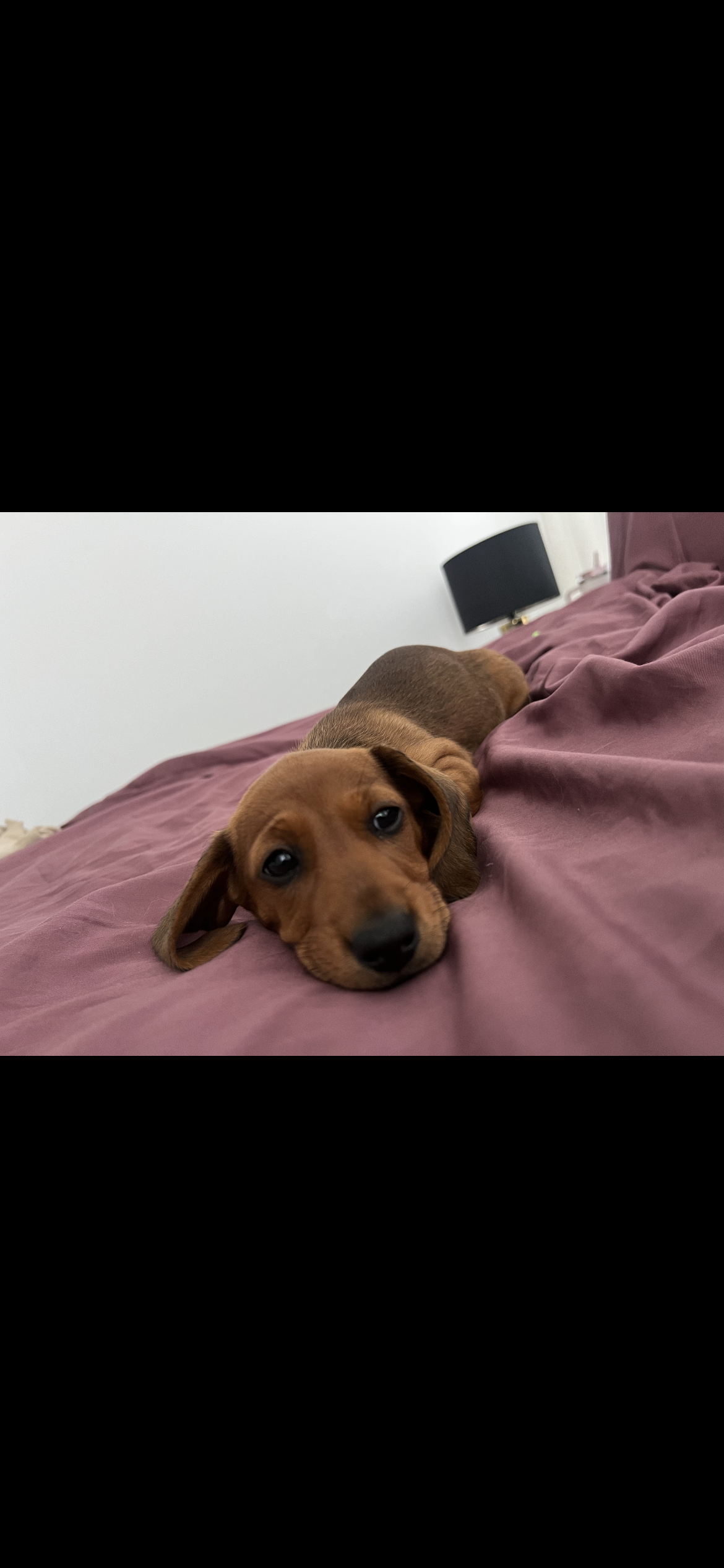 Dachshund – City of Cockburn