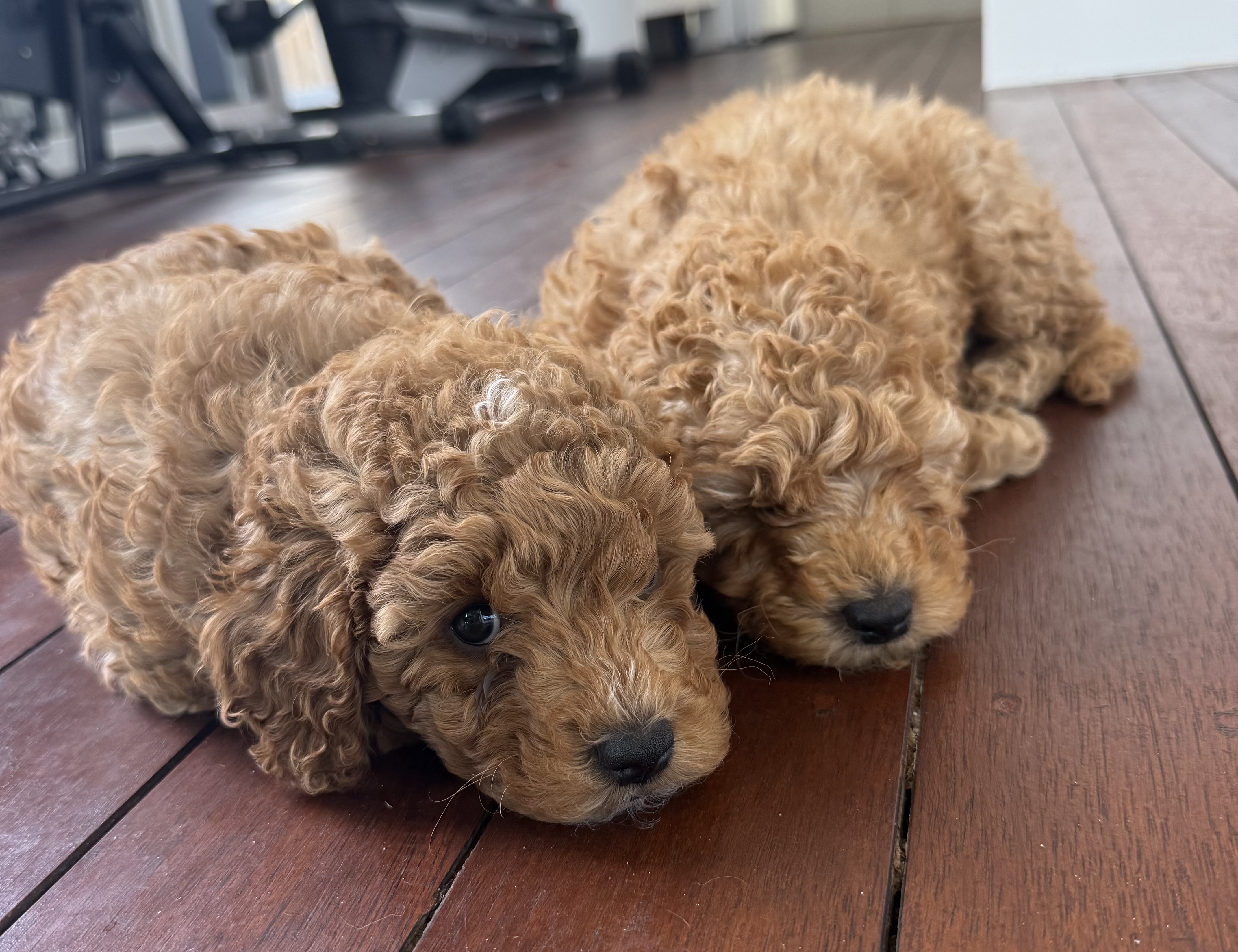Poodle Mini – Cairnlea