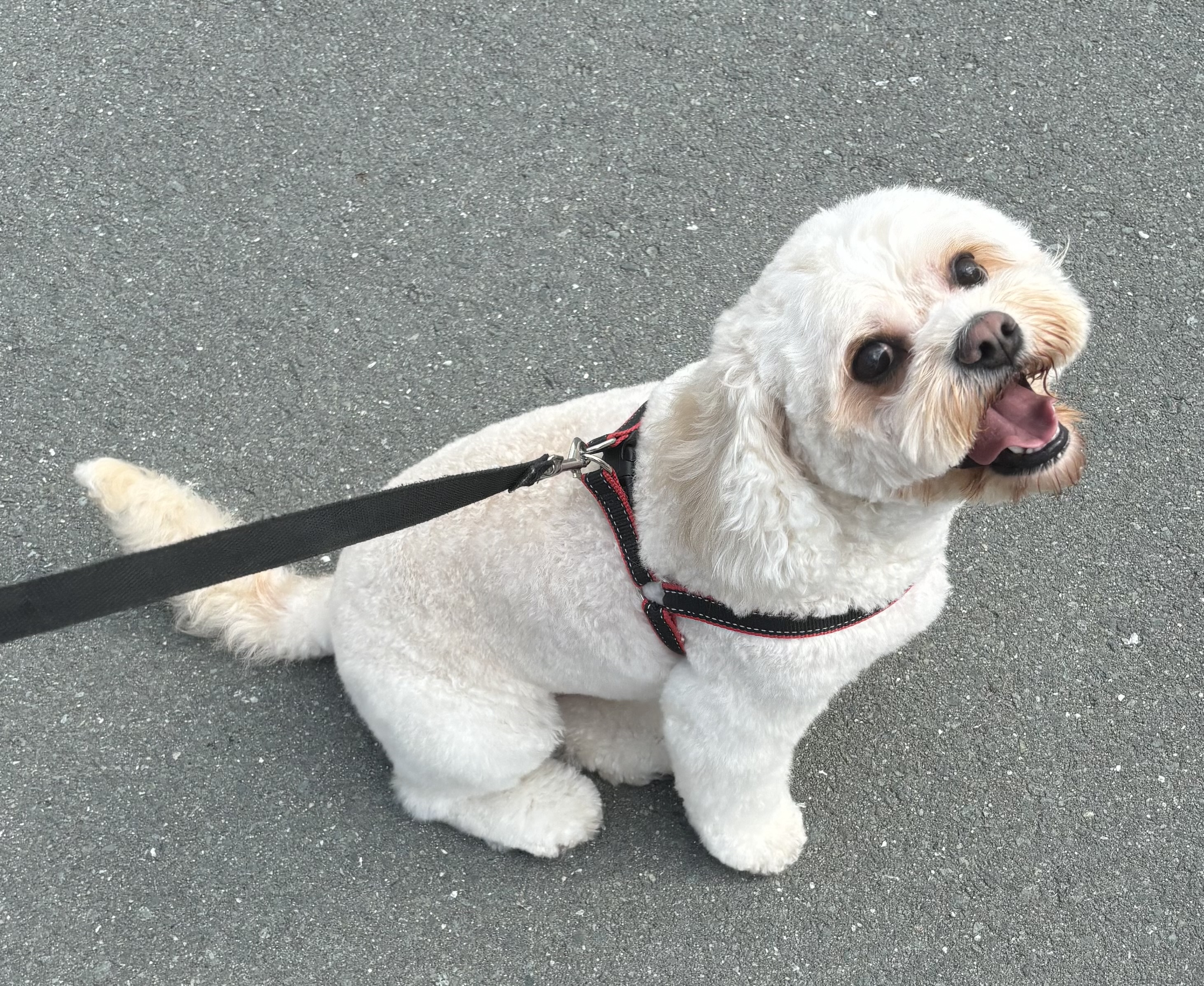 Bichon Frise – Gold Coast