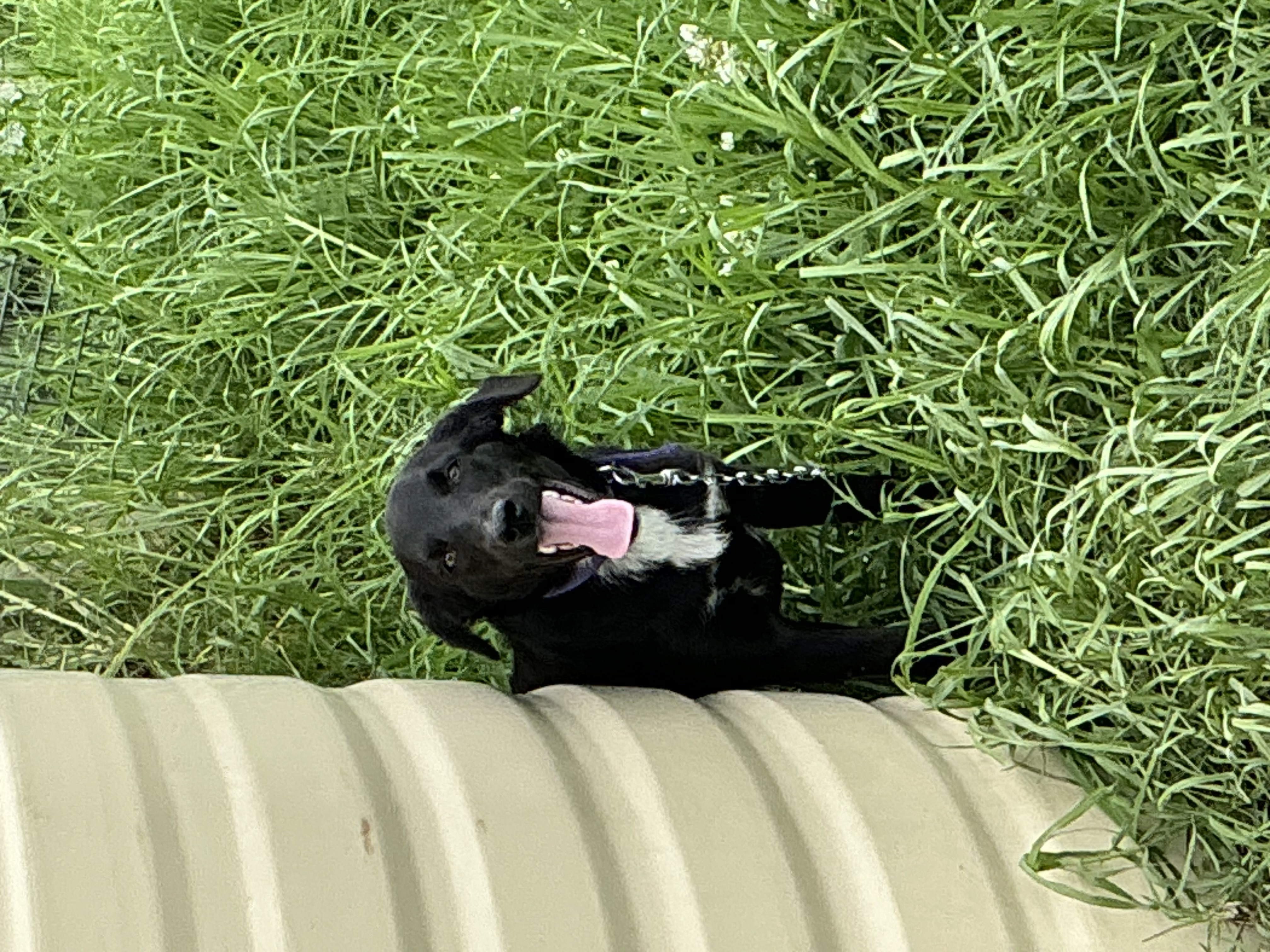 Border Collie Kelpie Cross – Clarendon