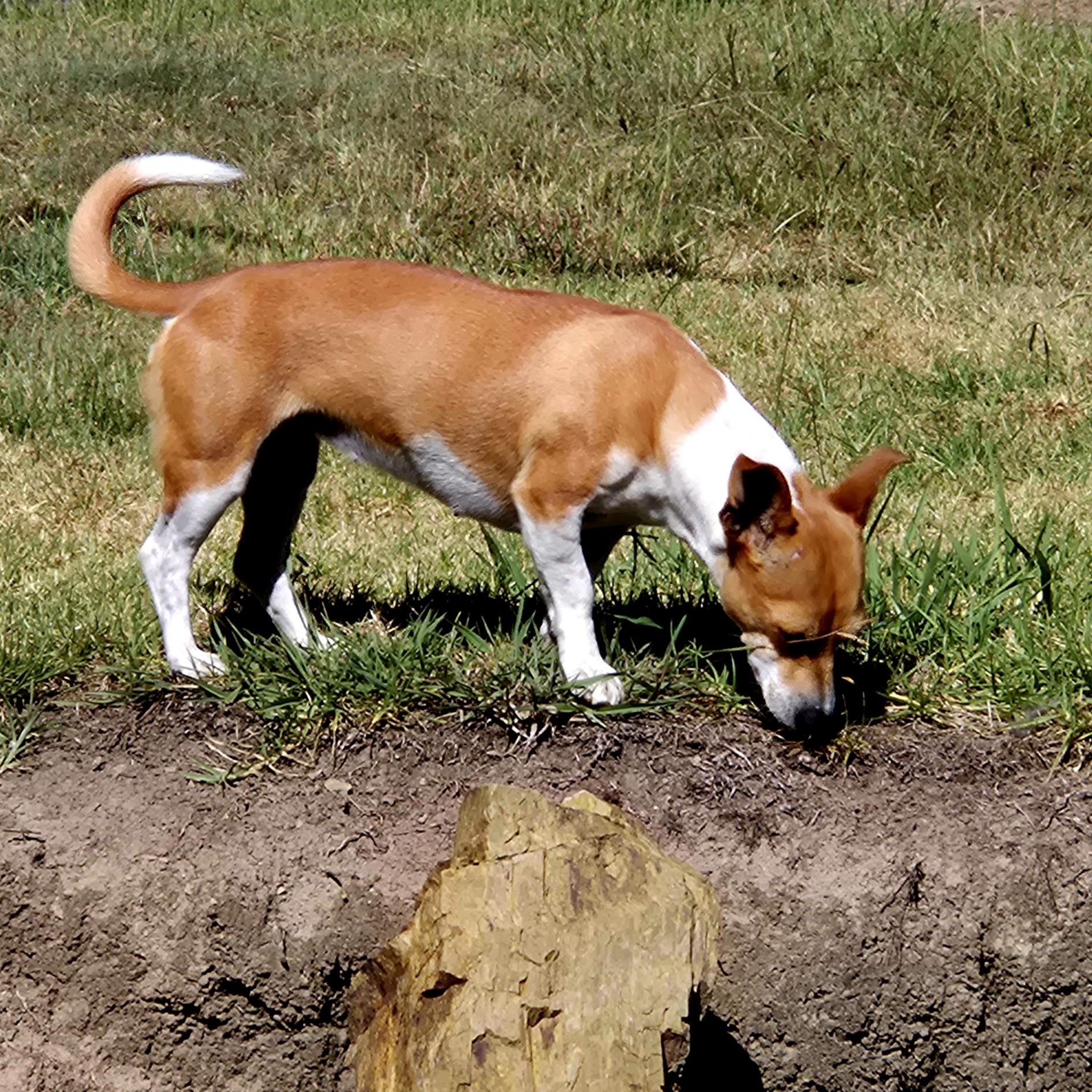 Jack Russell – Jimna
