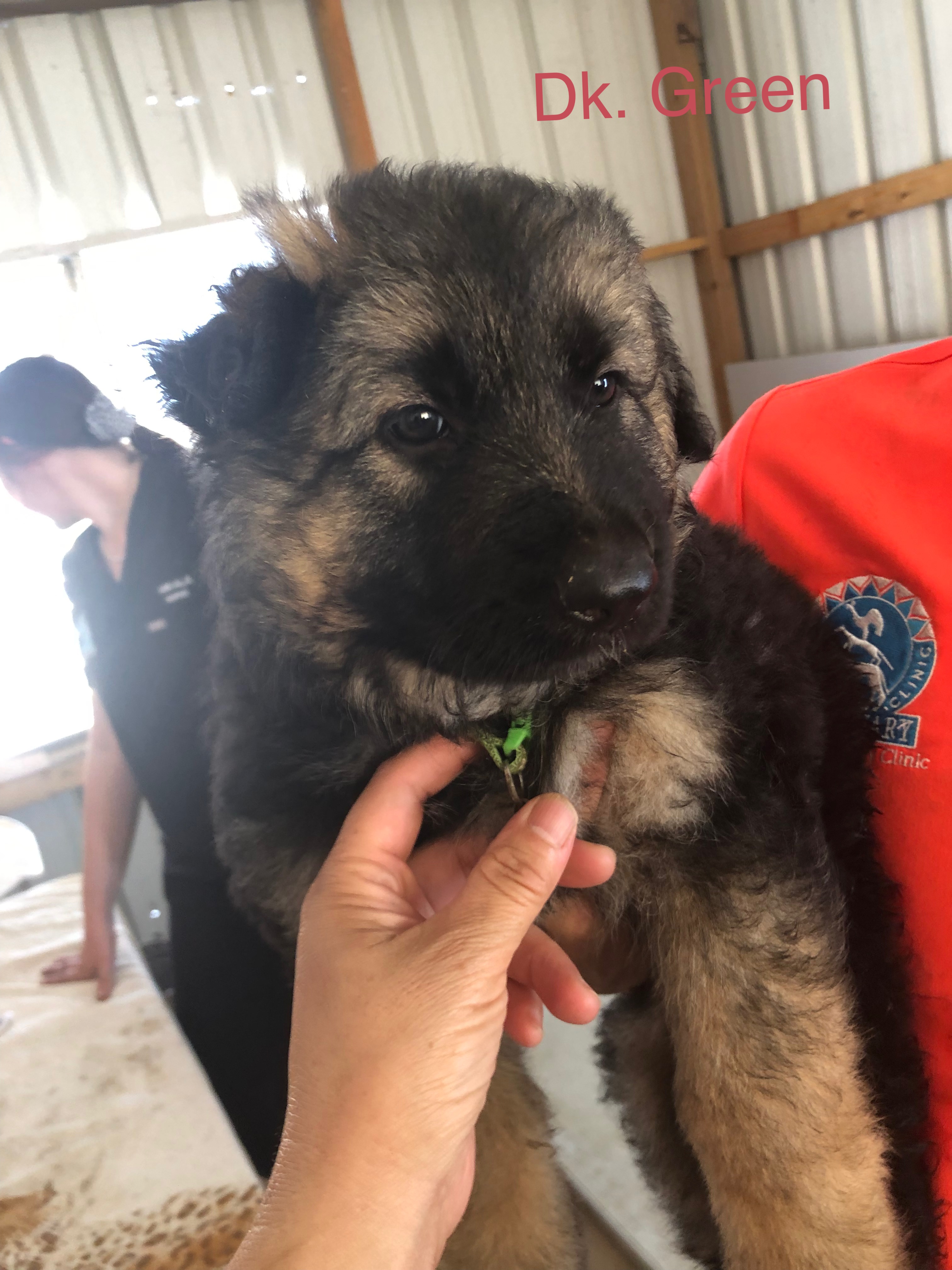 Dogs Bowen PetsForHomes