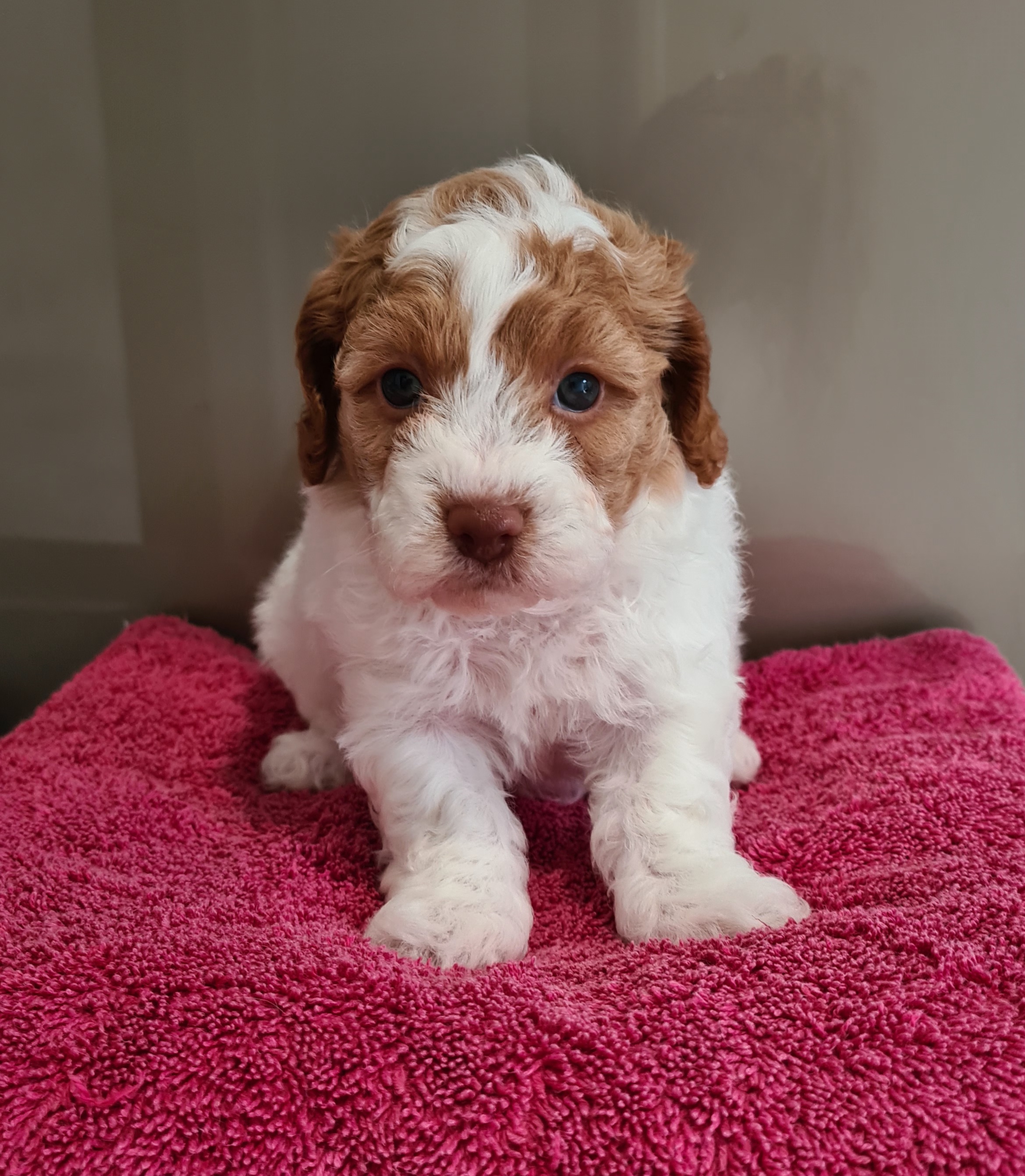 Toy Cavoodle x Toy Shoodle Puppies