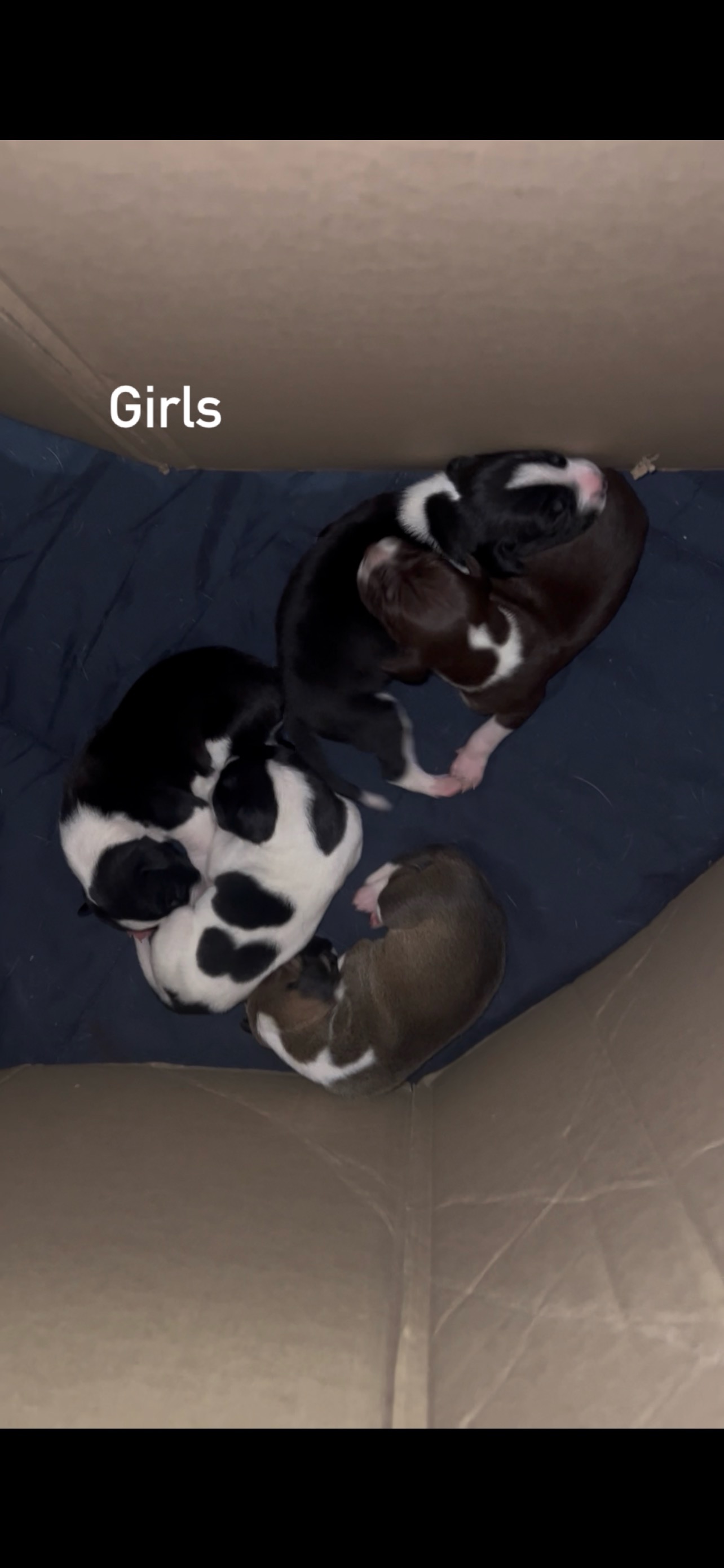 German Shorthaired Pointer – Morayfield