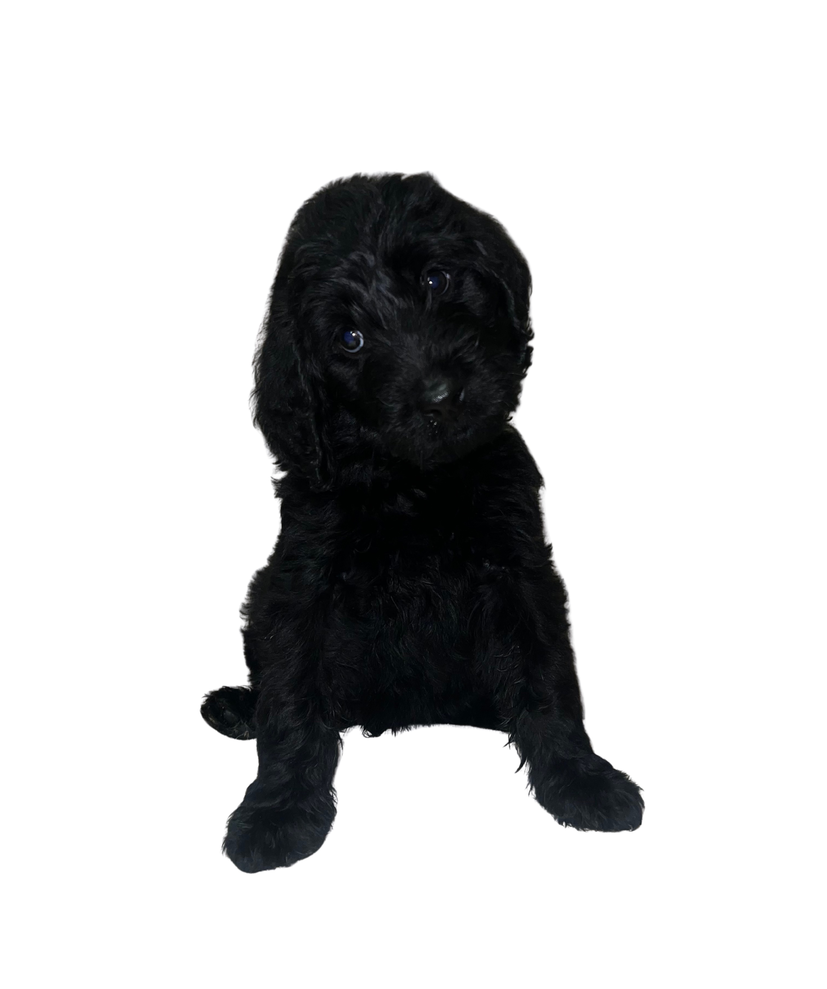 Labradoodle – Helensvale