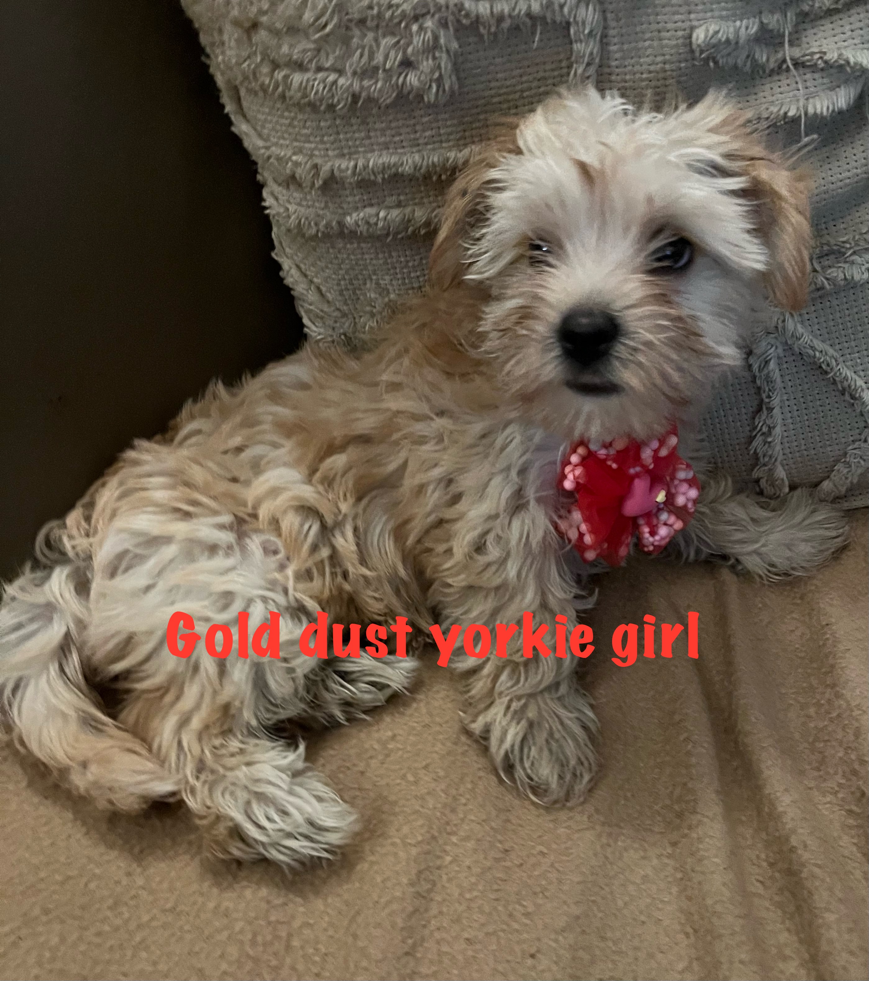 Yorkshire Terrier – Rooty Hill
