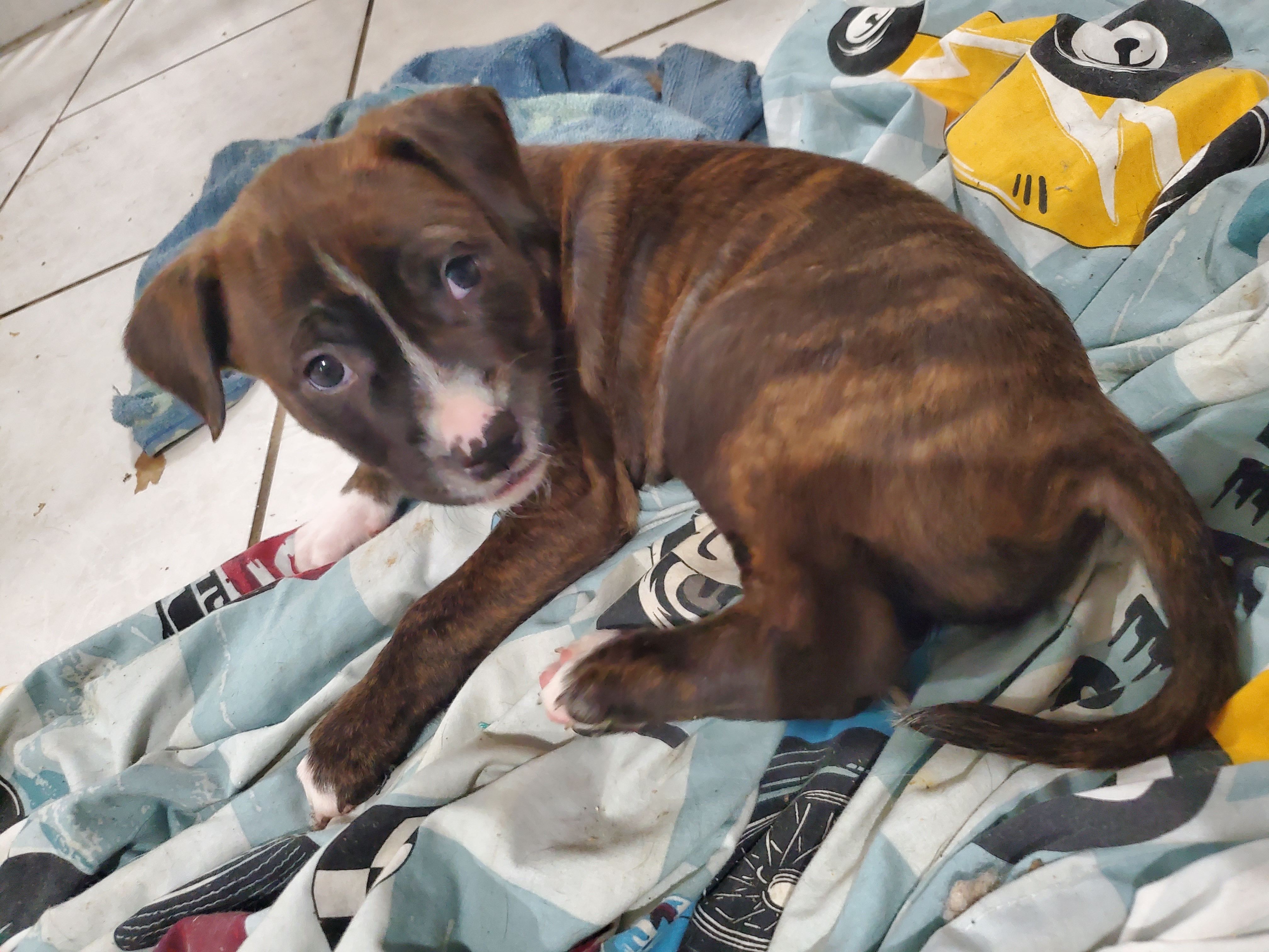American Staffordshire Bull Terrier – Upper Coomera
