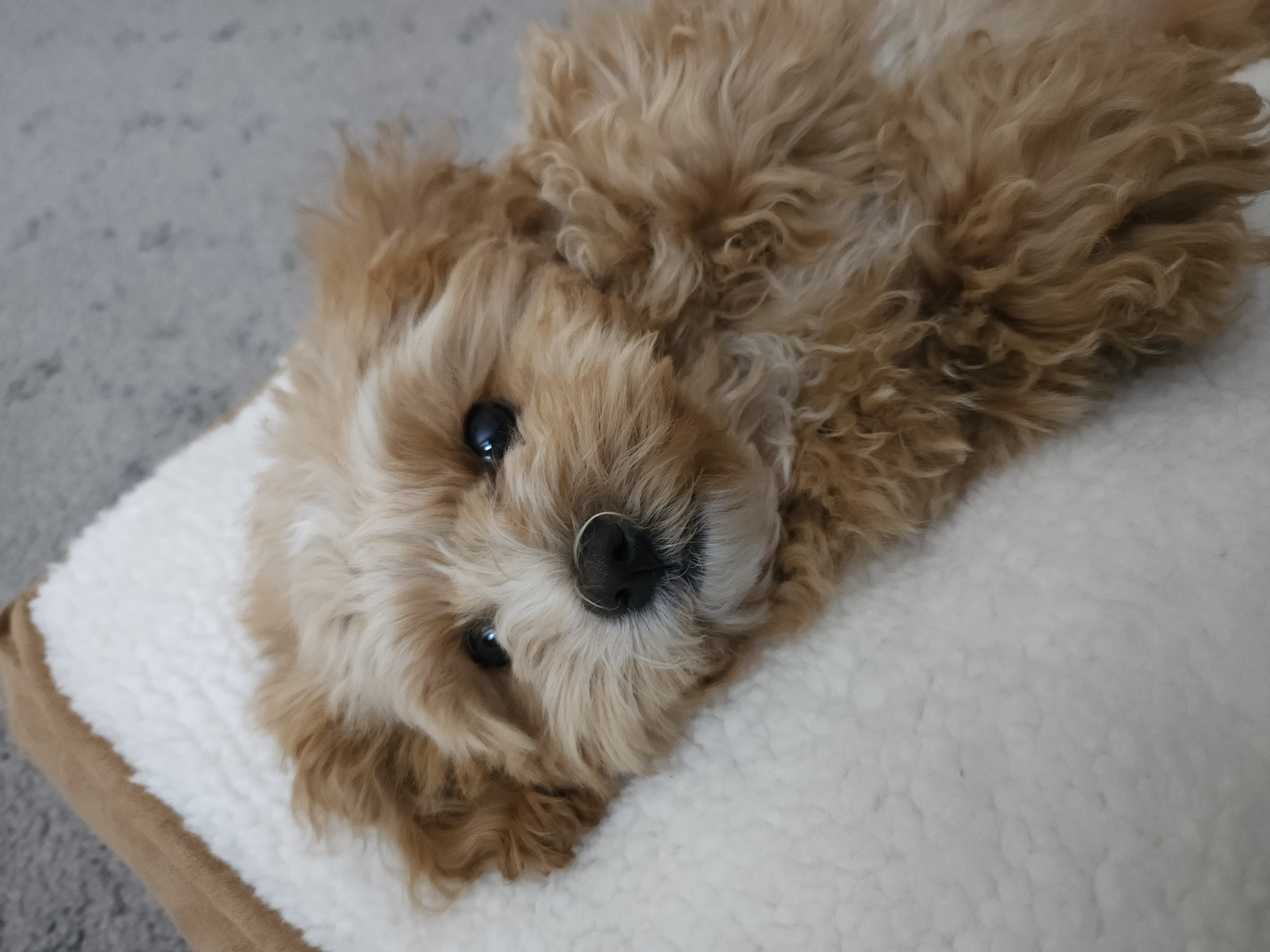 Toy Cavoodle Puppy (Female)