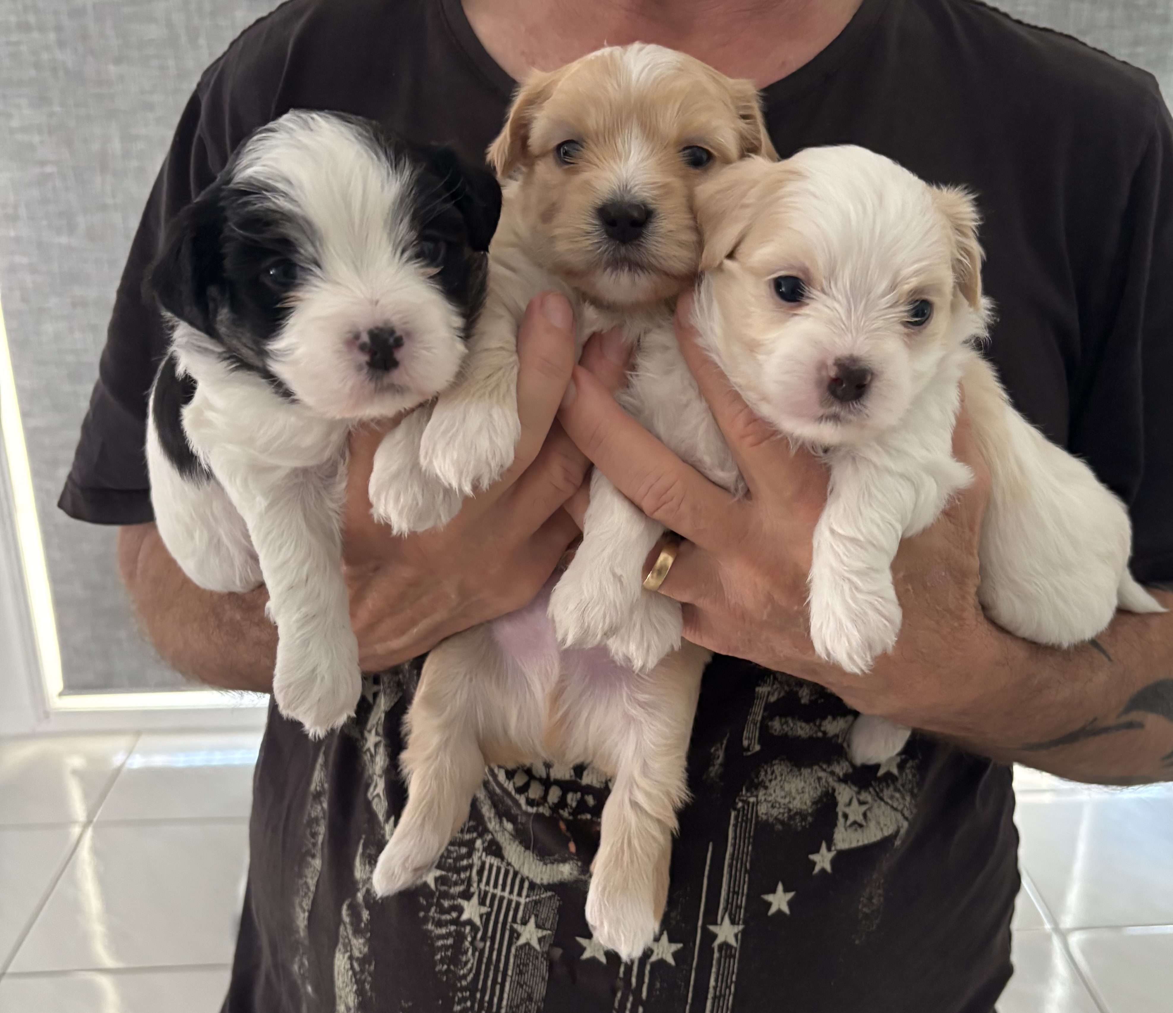 Shih Tzu – Caboolture
