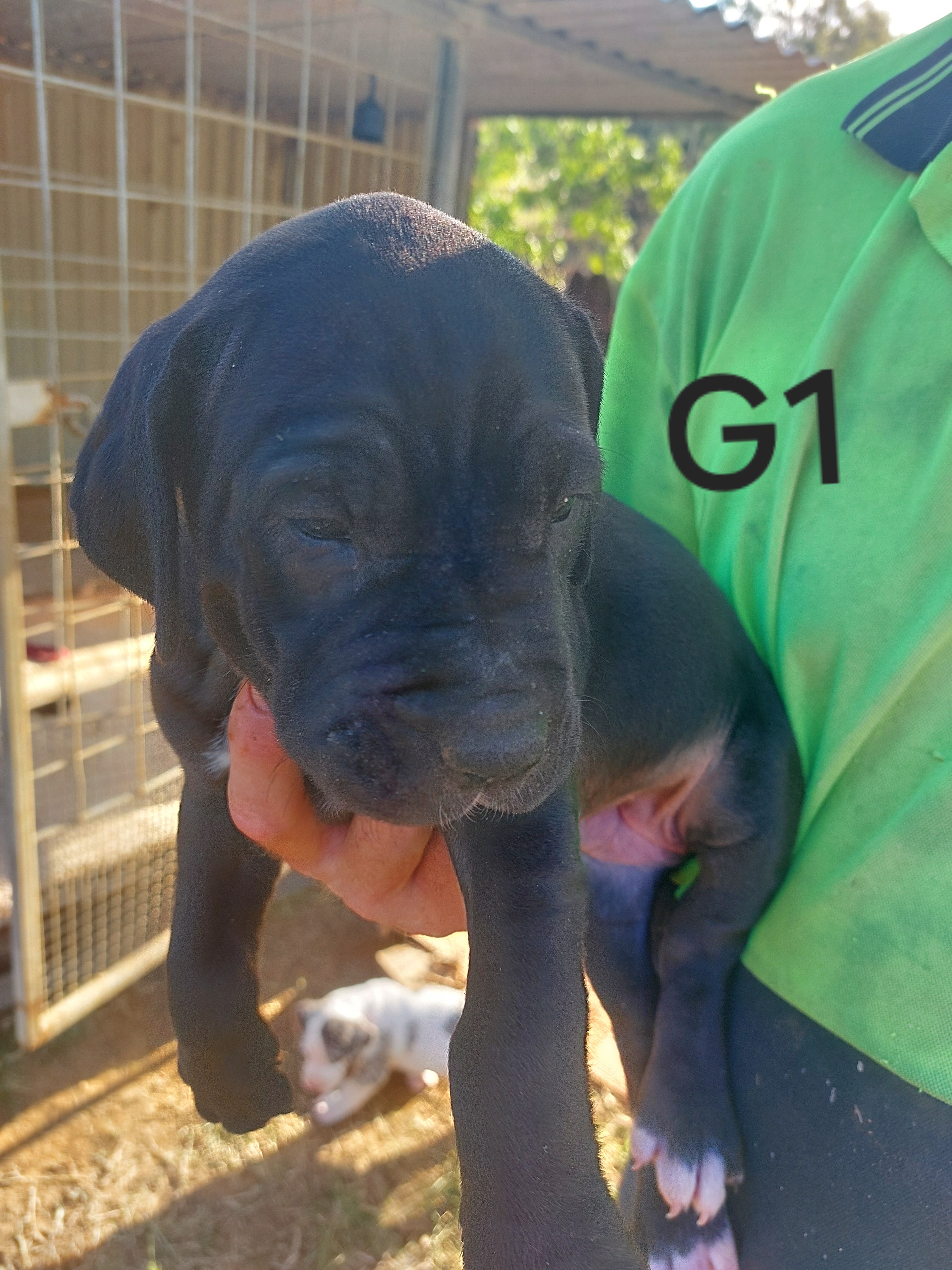 Great Dane – New Moonta