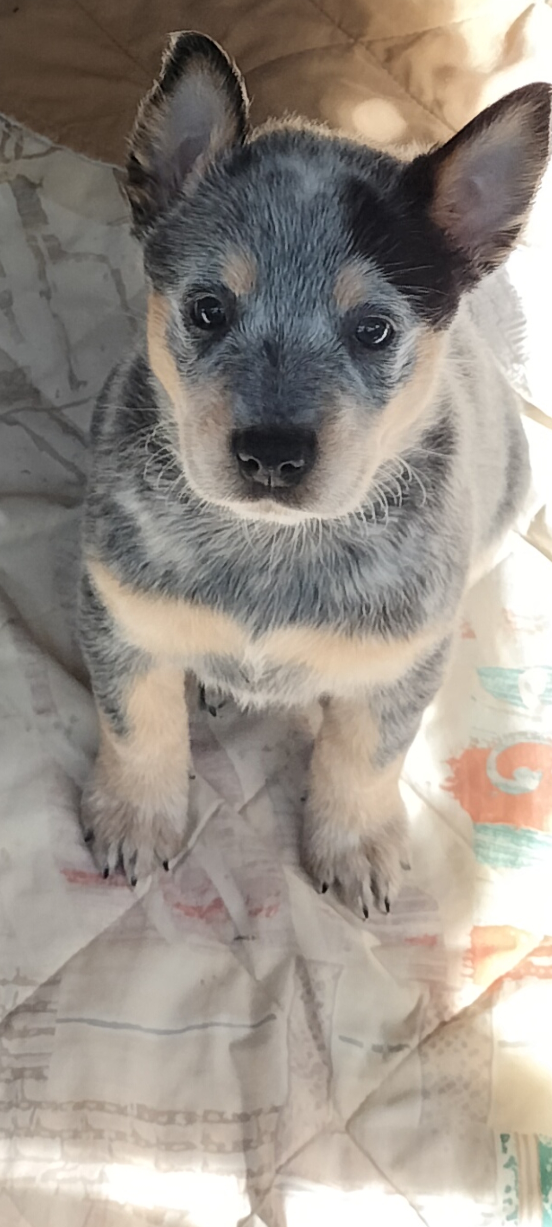 Australian Cattle Dog – Gordonvale