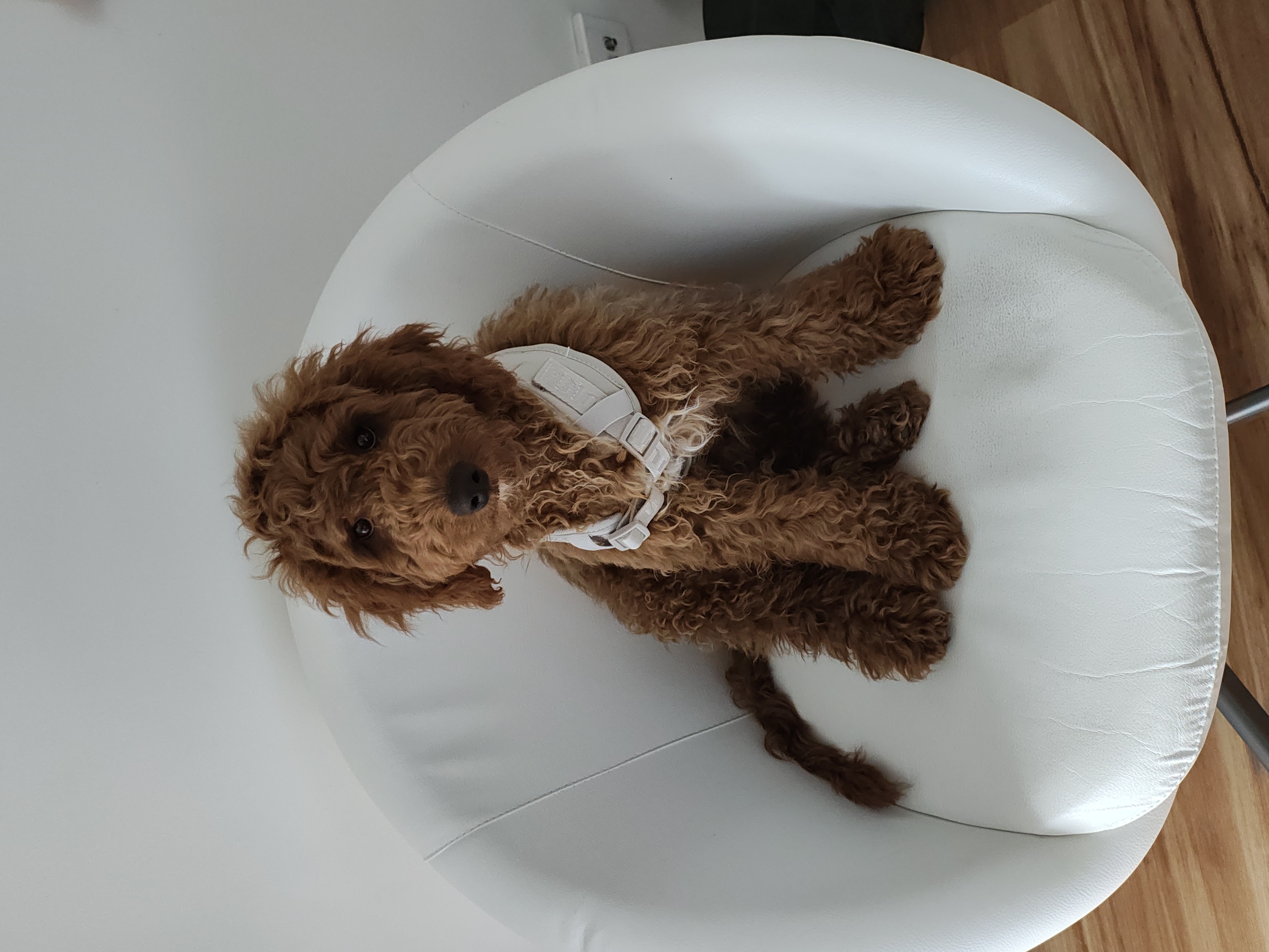 Cavoodle – Braddon