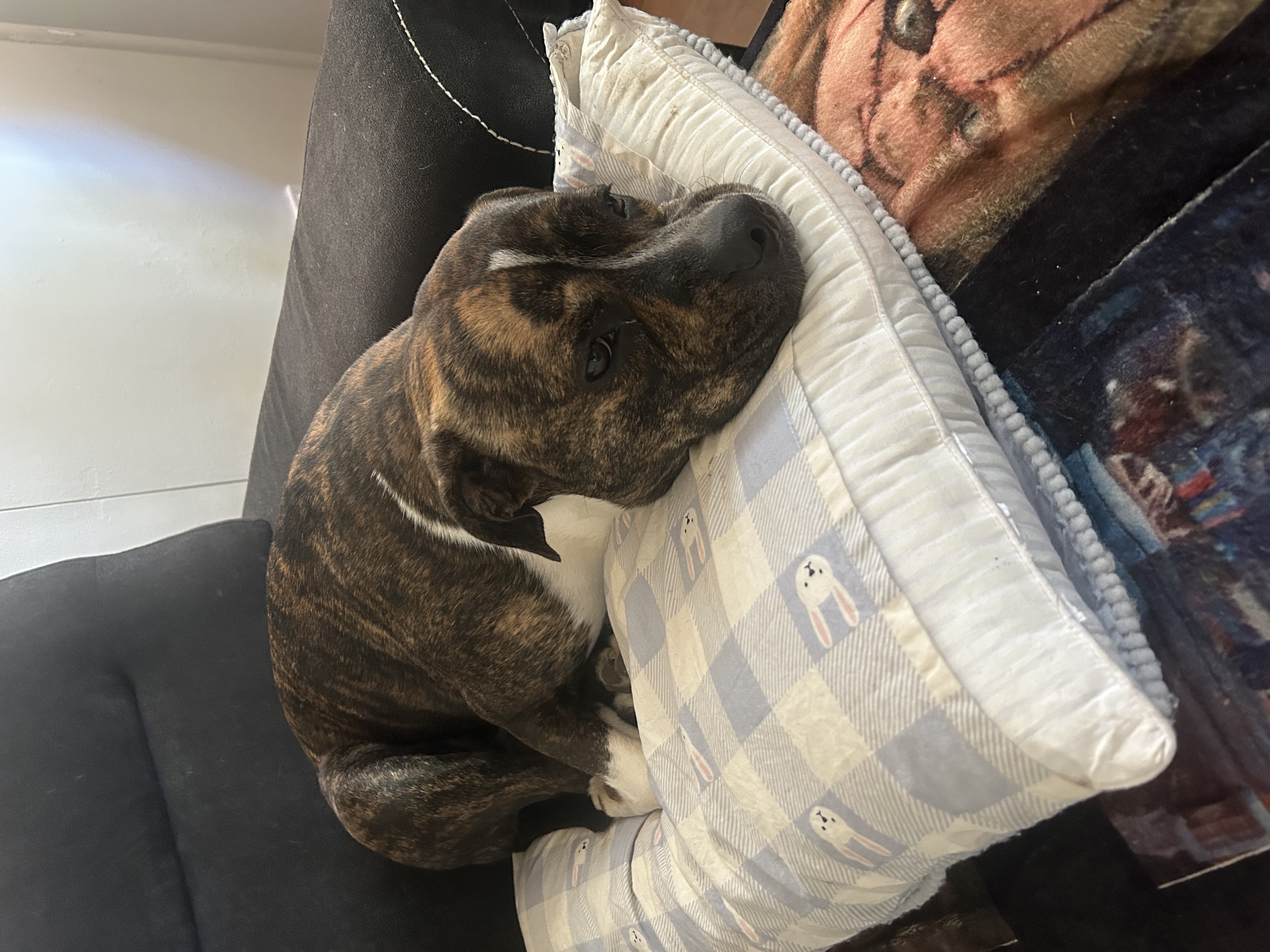 Staffordshire Bull Terrier - Rochedale South